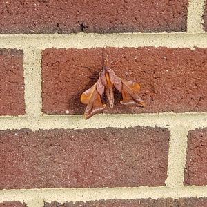 Meet your Posher, Terre